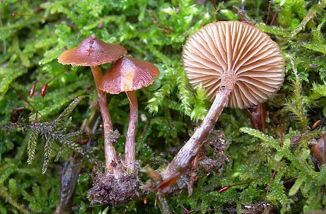 Galerina spec. Cod.DSCN 9112